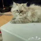 شارع سلطان بن سلمان