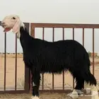 رخال نجد مقنوي