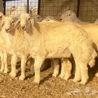 طليان حرية فاااخرة شحم ولحم ( تم البيع)