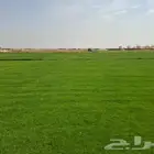 نقدم لكم تيل 2000C صافي وطبيعي درجه اولى ممتاز موجود تركيب