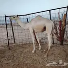 قعودين للبيع جزر سمان
