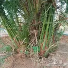 يوجد لدينا جميع انواع النخيل