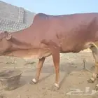 بقره للبيع العمر سنه و9شهور تقريبا لم تولد من قبل شحم ولحم ف