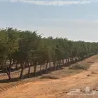 زيتون نيبالي بمقاسات مختلفه