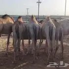 احجز اضحيتك 650 بربري الباحه الخرج مكه جده تبوك