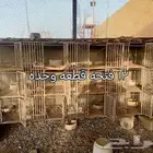 محاكر للبيع
