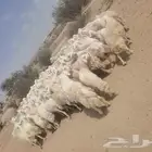 غنم حري حرش