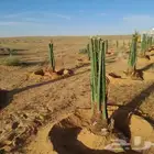 يوجد لدينا جميع انواع النخيل وجميع المقسات