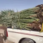 تواجد ردينا ثلاث 30 حبه في مكه نقل جده والطائف واسعار مناسبه