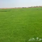تيل 2000C صافي وطبيعي درجه اولى ممتاز موجود تركيب وتوريد فى
