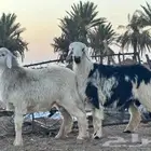خرفان اضاحي مغلقه