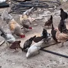 دجاج بلدي
