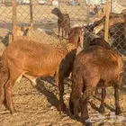 سواكني حمري مرابي