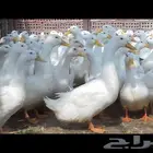 بط مسكوفي وبط بكيني