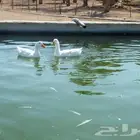 بط للبيع مستعجل لسفر