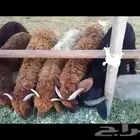 علف ازولا شبه مجاني للحلال الأغنام والطيور والسمك والدواجن