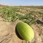 حبحب عثري حبحب حفار ودوقة للتواصل اتصال او واتس