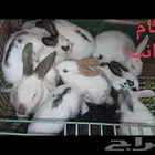 ارانب فطام وشمرتات وذبح ومنتجه للبيع بحاله ممتازه