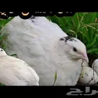 بيض سمان تكساس بيور