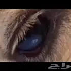 بياض العين و الجرب و القرع