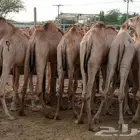 حشوان صومالية (جملة وتفريد)