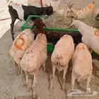 تيوس وبربري للبيع