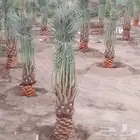 يوجد لدينا جميع انواع النخيل نقايل وجثائث وفروخ جميع انواع