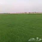 ثيل سي 2000 صافي وطبيعي درجة اوله يوجد تركيب وتوريد داخل الر