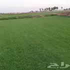 ثيل سي 2000 صافي وطبيعي درجة اوله يوجد تركيب وتوريد داخل الر
