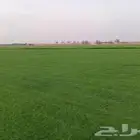 تيل سي 2000 صافي وطبيعي