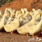 بط بكين إمهات بشائر بياض