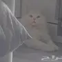 للبيع قطو