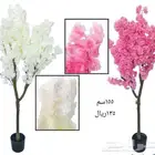 شجر بورد ملون