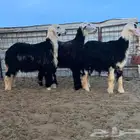 طليان نجد خرفان الموقع أملج