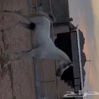 حصان واهو