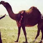 ناقه عشرا