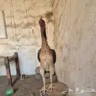 دجاجه شامو ياباني