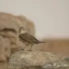 دخل للبيع