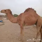 قعود للبيع عمره سنتين تزيد اوتنقص الصحه شرط القعود ساحلي فحل