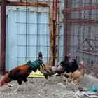 دجاج باكستاني