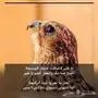 أخدمك اَي خدمه و أدور الي تبيه مقابل سعي بسيط