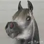 تخليص معاملات الخيل (ديراب)