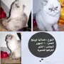 قطط للبيع 