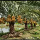 ثمرة نخيل