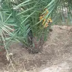 يوجد لدينا جميع انواع النخيل لتواصل