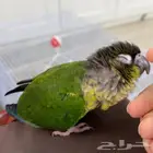 كينيور للبيع اليف