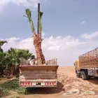 واشنطني للبيع
