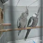 زوج كروان هولندي منتج