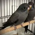 بادجي دبل بلاك(تم البيع )