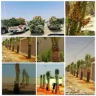 يوجد لدينا جميع انواع النخيل المثمره وجميع المقاسات المختلفة